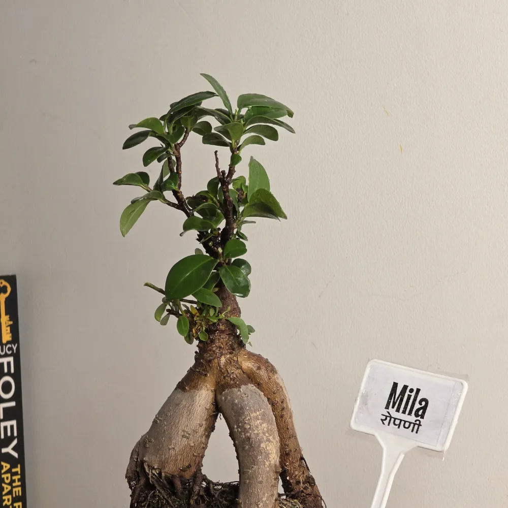 product-gallery
