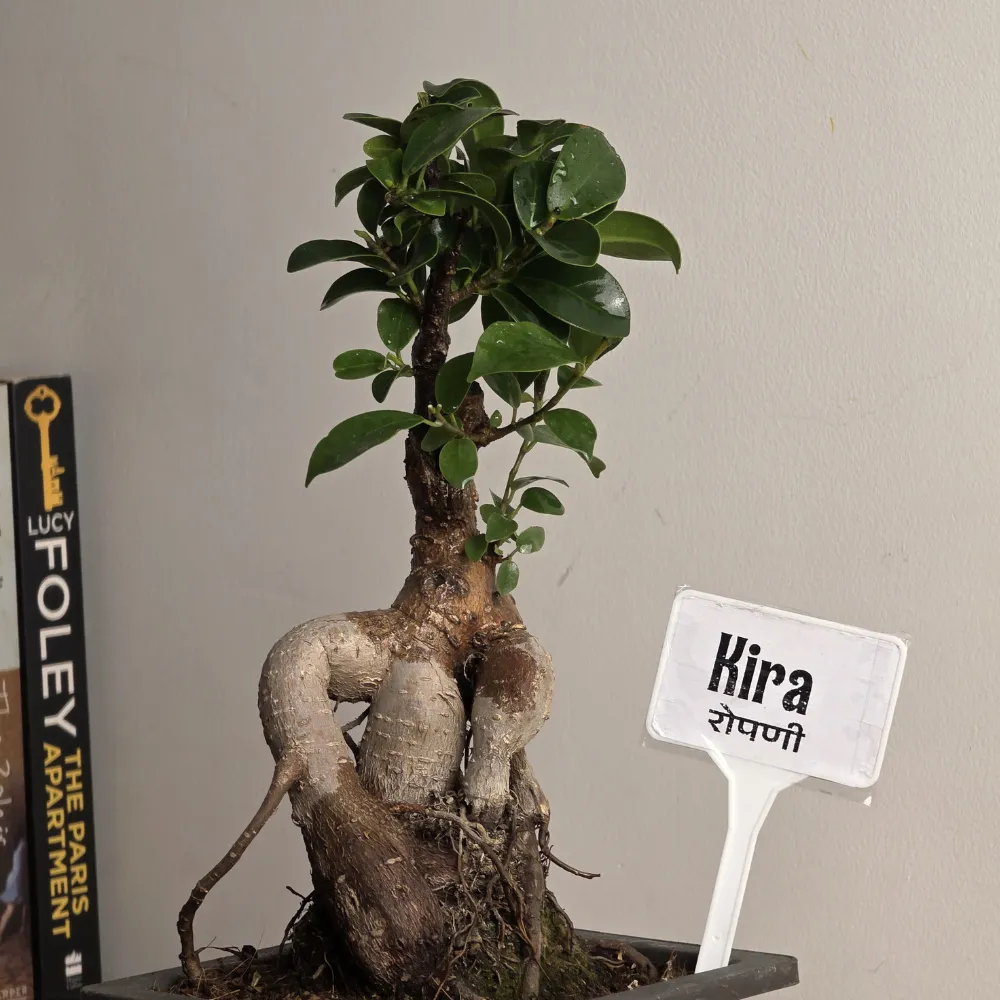 product-gallery
