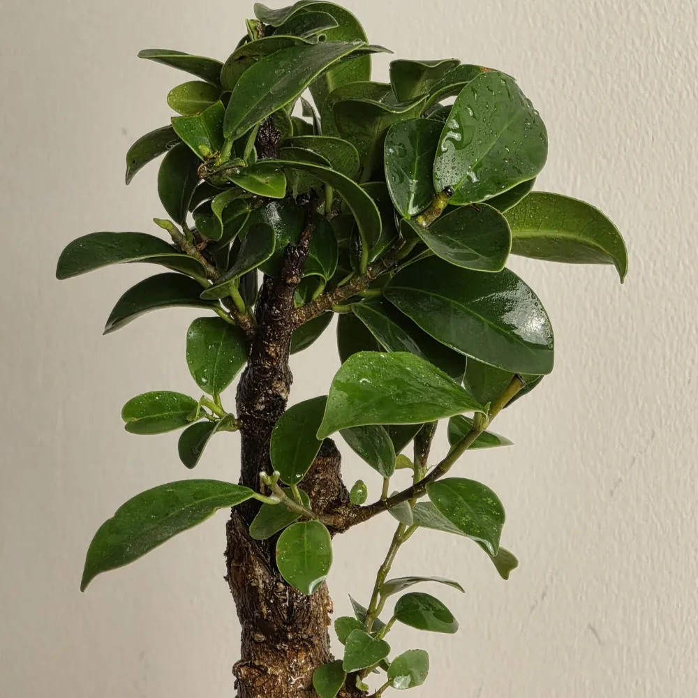 product-gallery