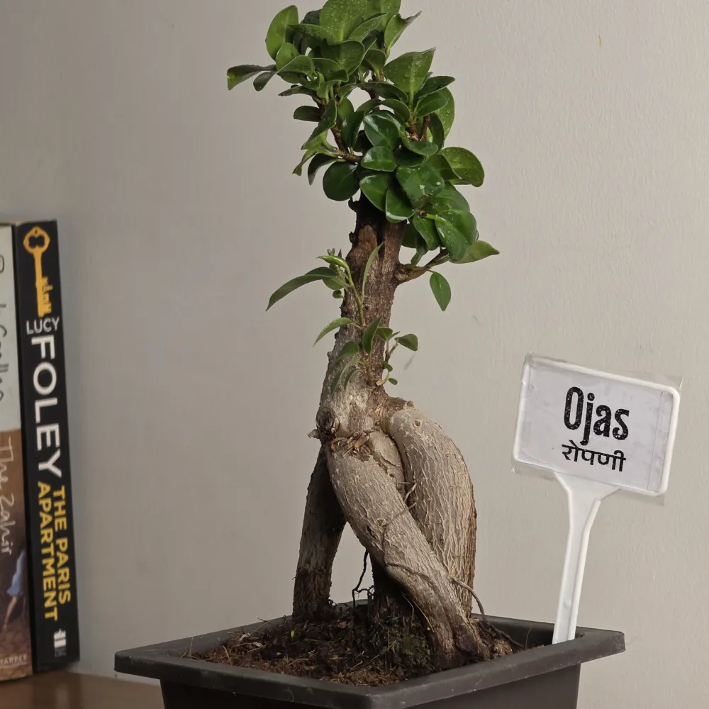 product-gallery