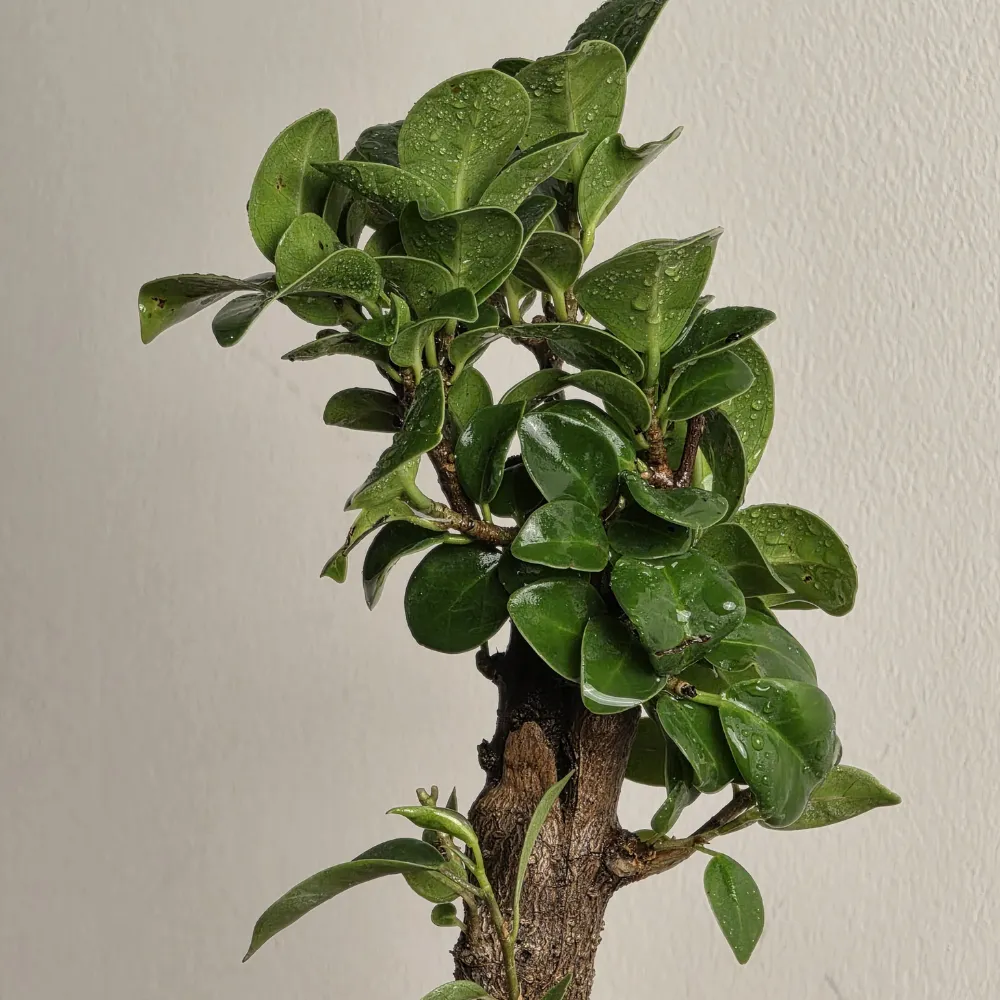 product-gallery
