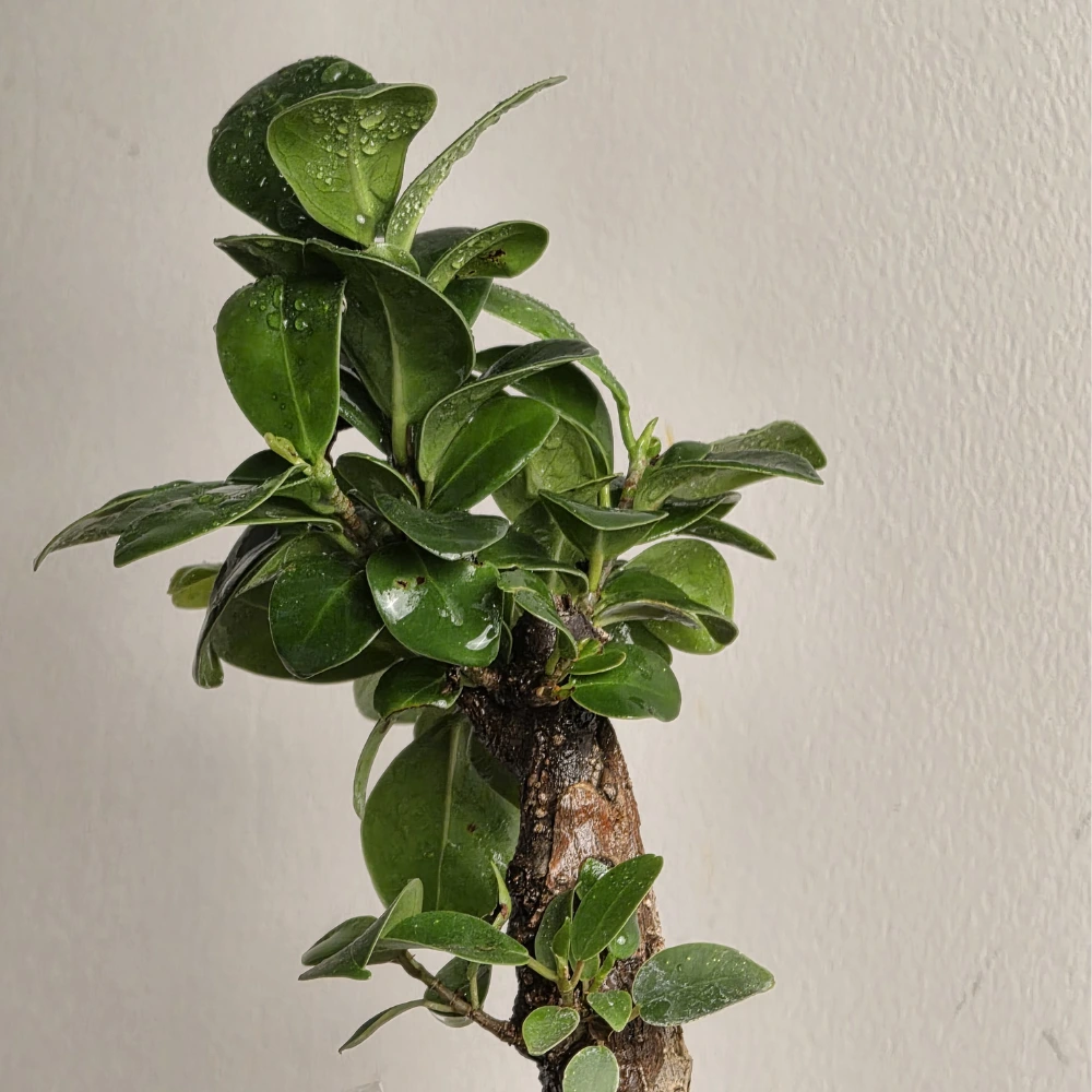 product-gallery