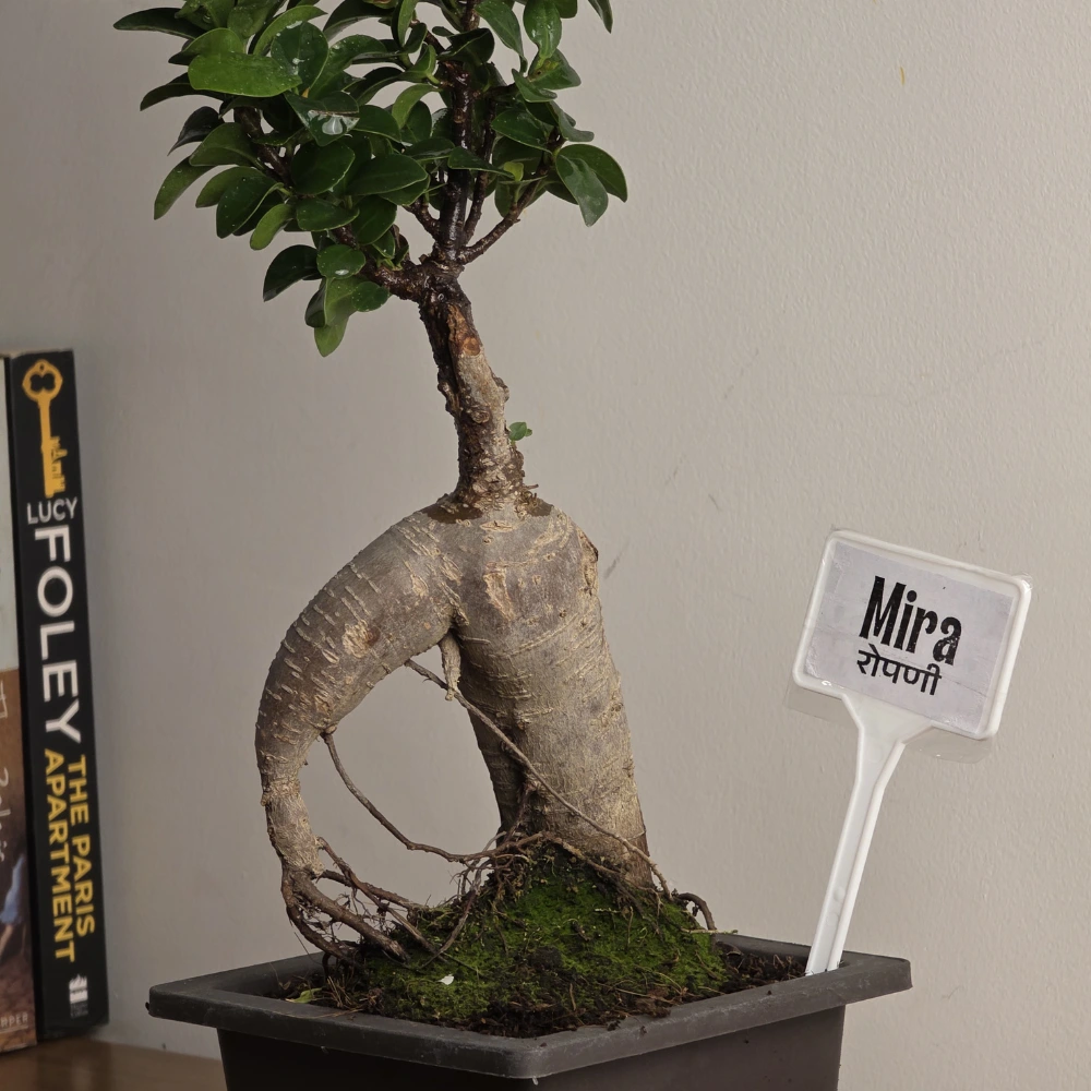 product-gallery