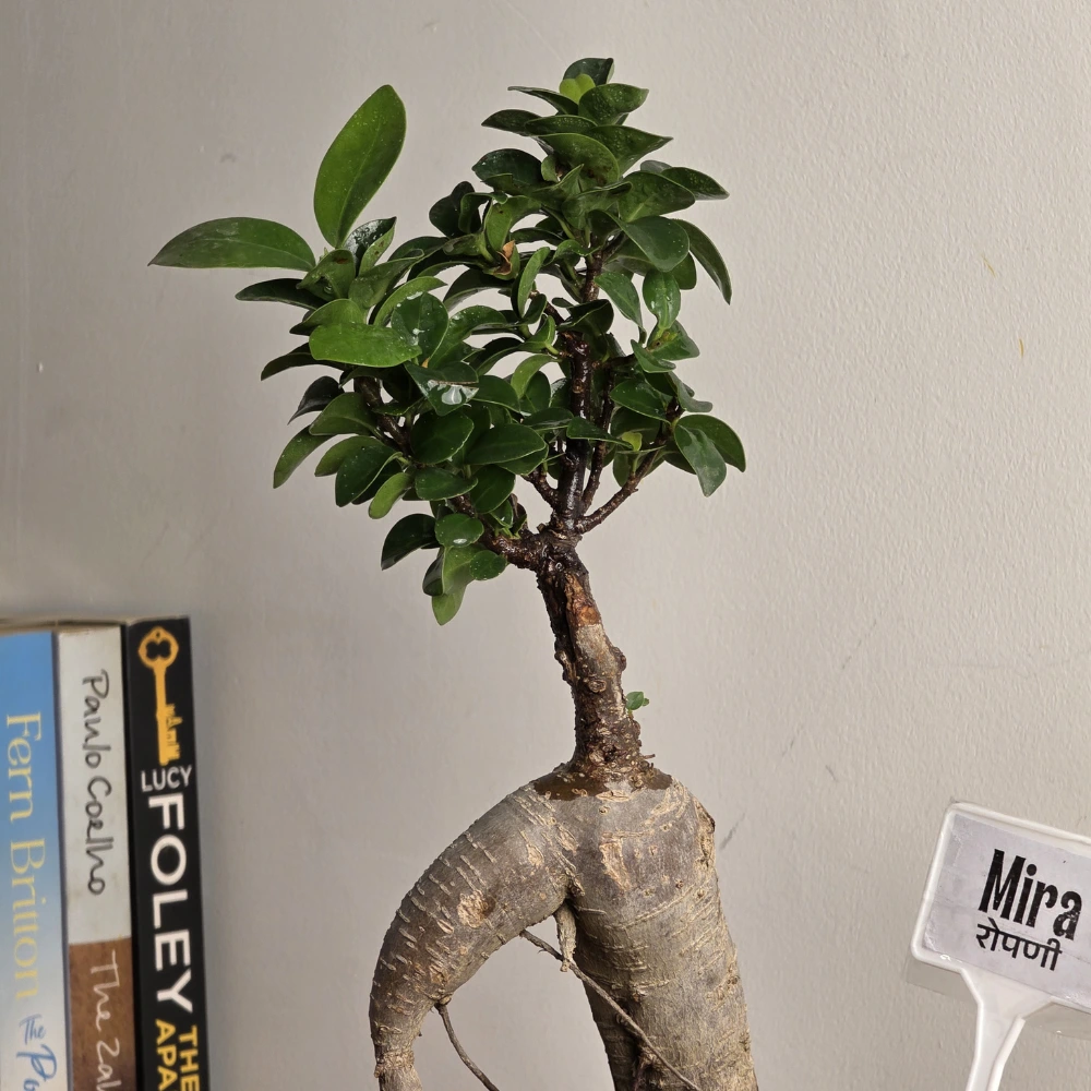 product-gallery