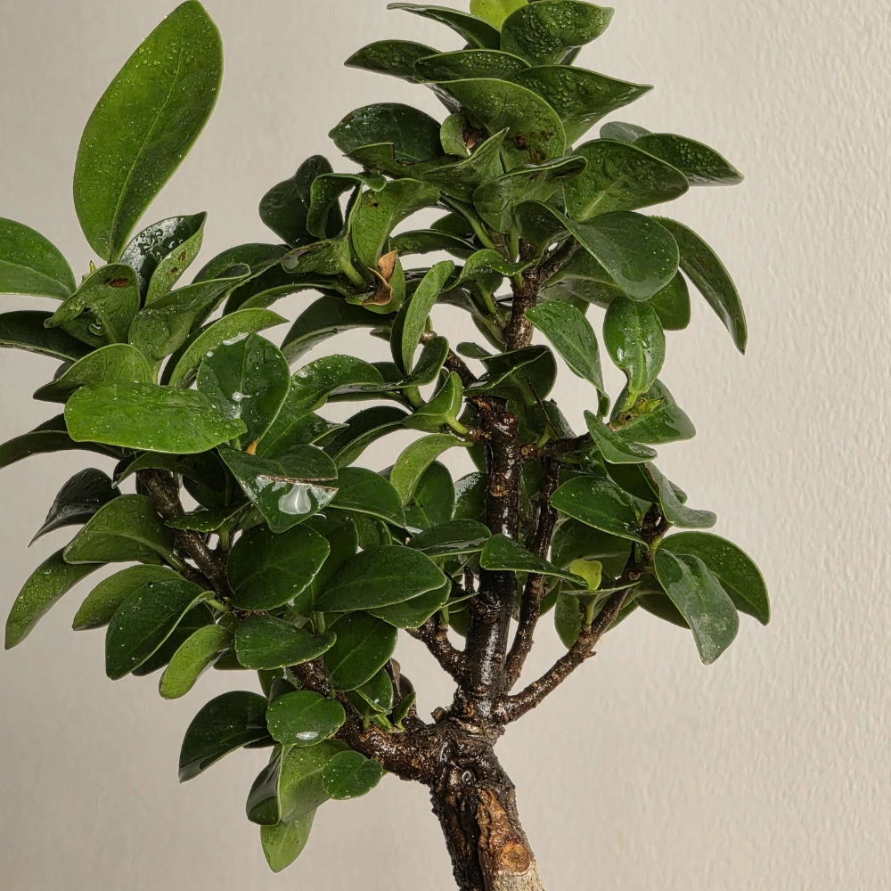 product-gallery