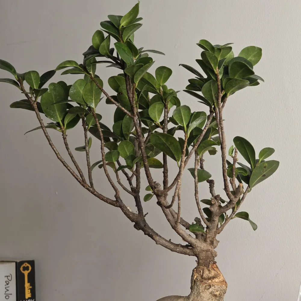 product-gallery