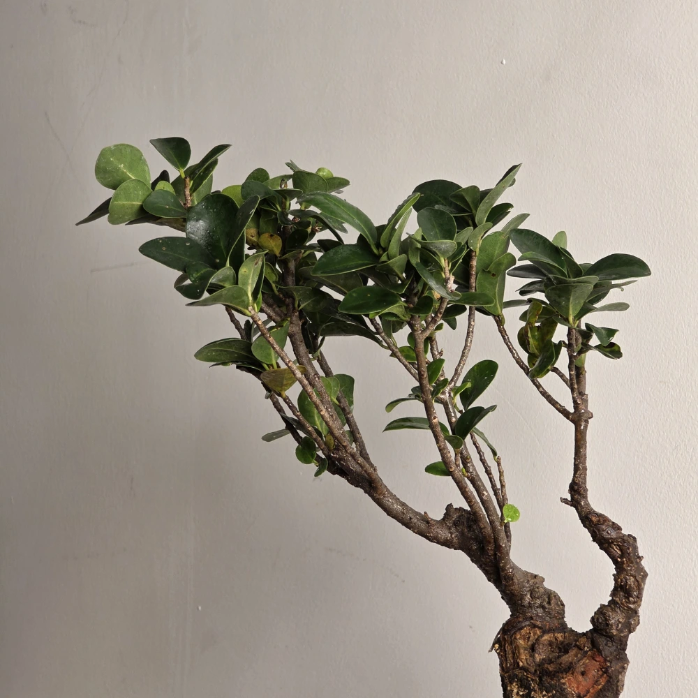product-gallery