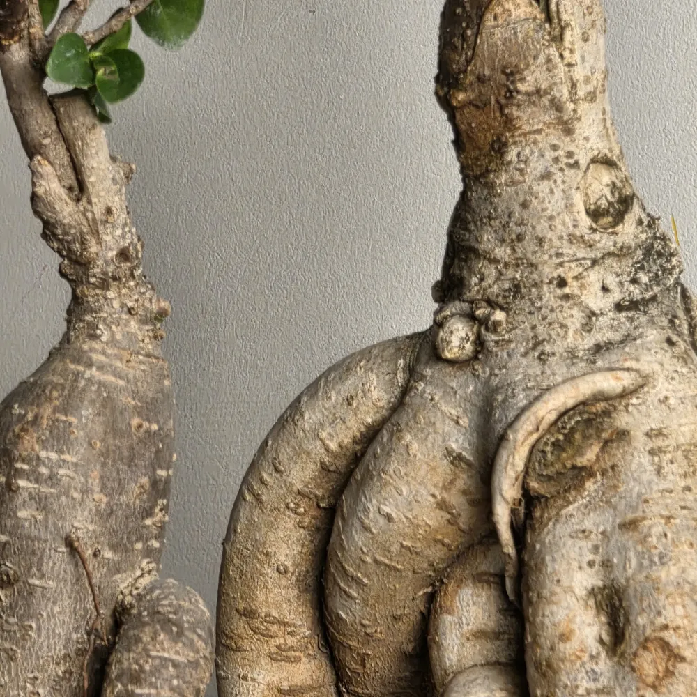 product-gallery