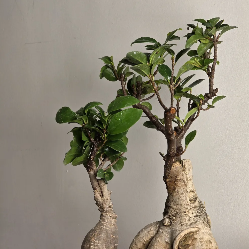 product-gallery