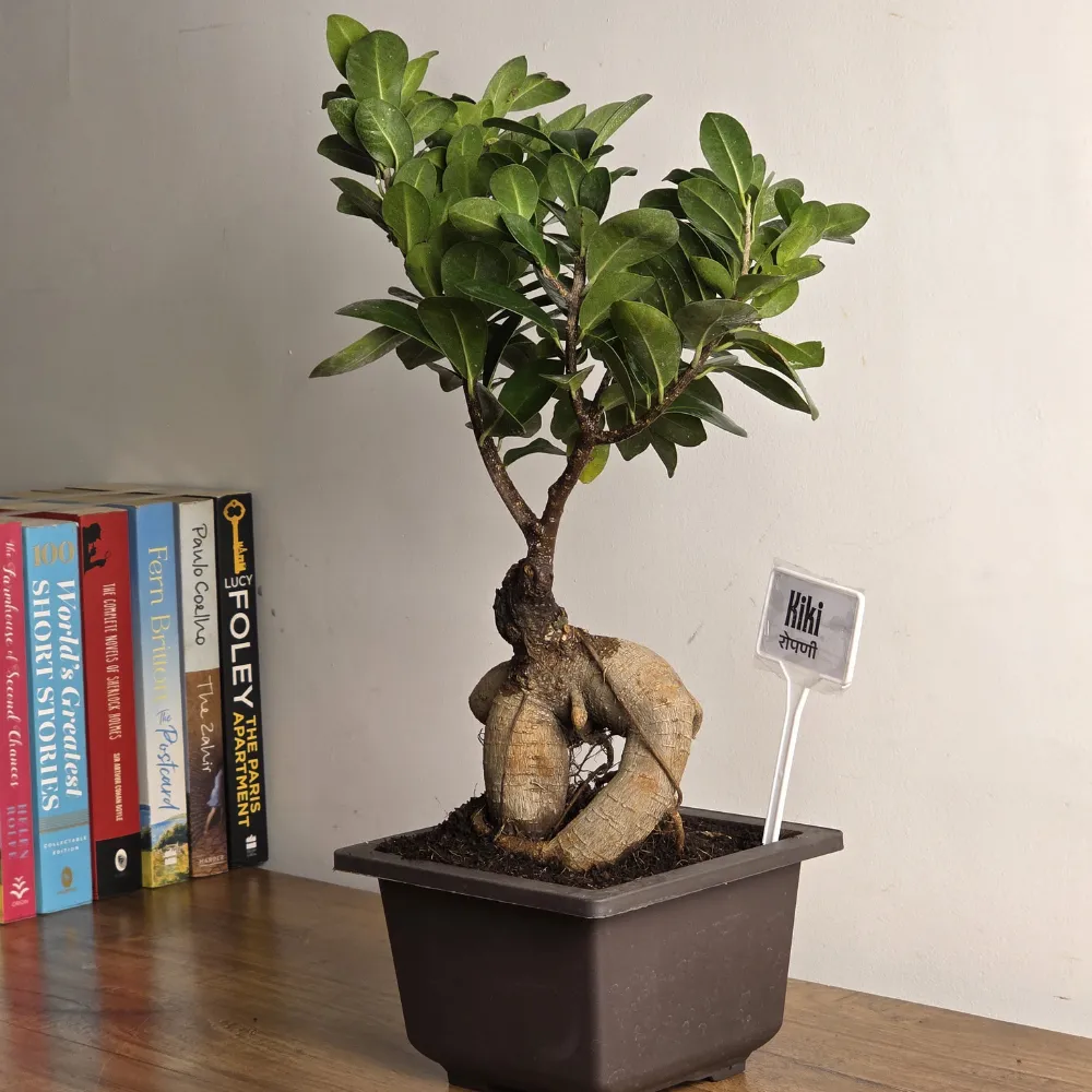 product-gallery