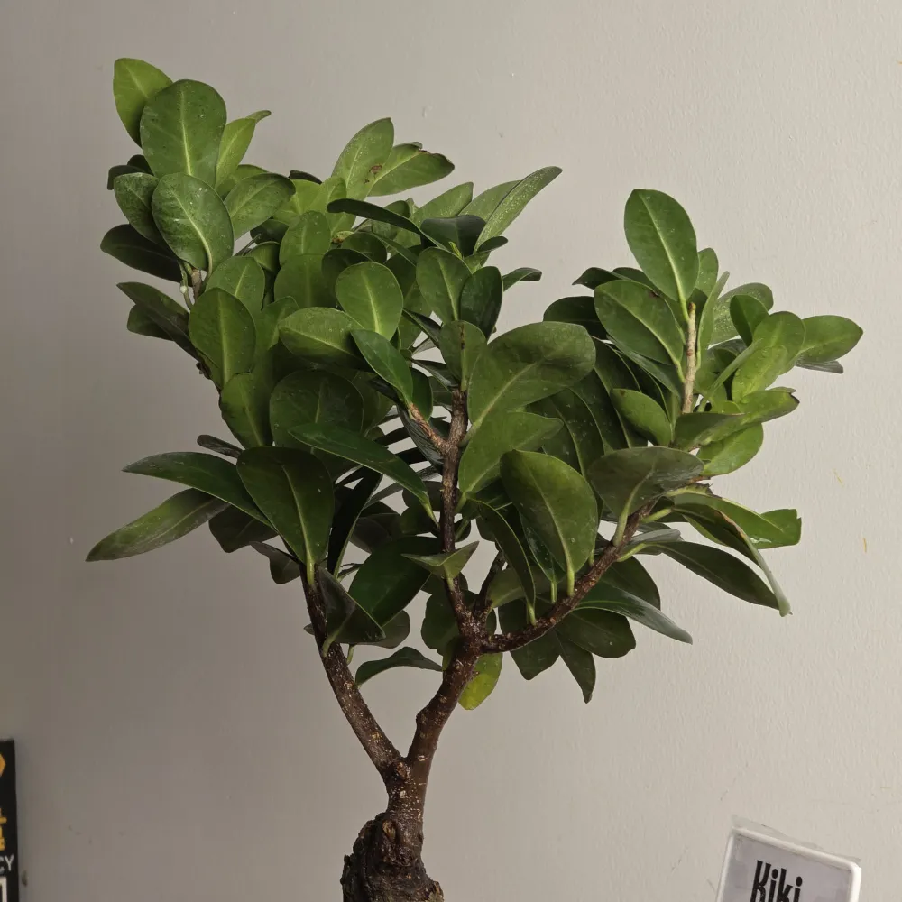 product-gallery