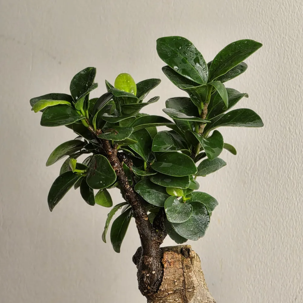 product-gallery
