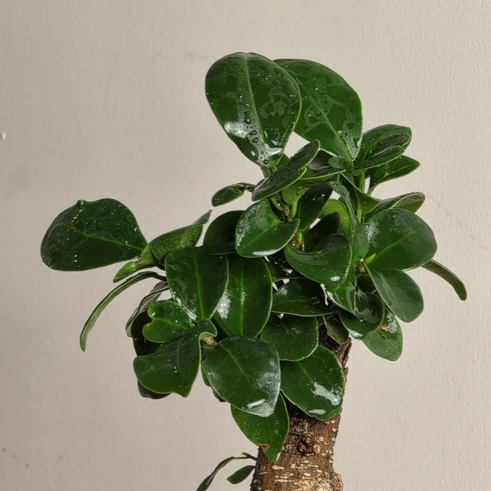 product-gallery