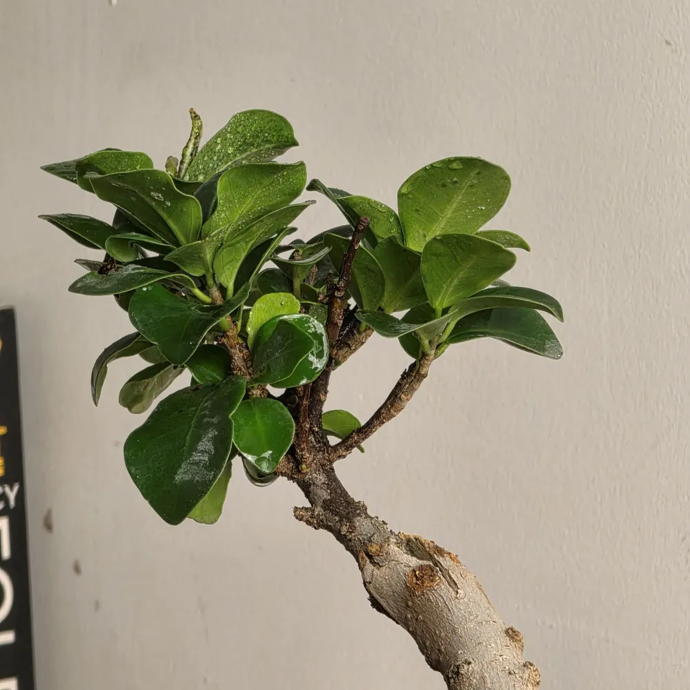product-gallery