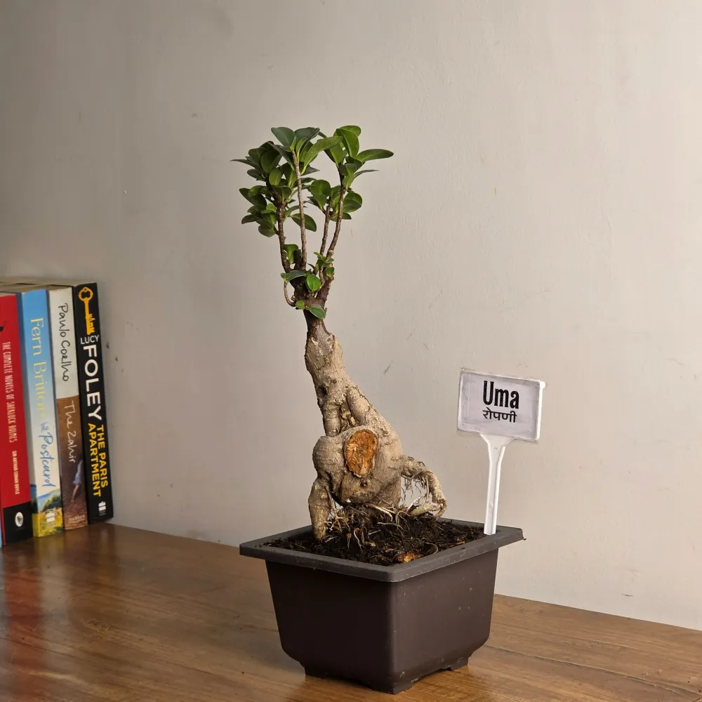 product-gallery