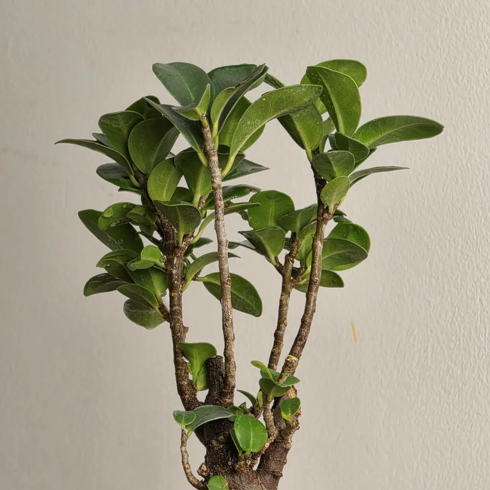 product-gallery