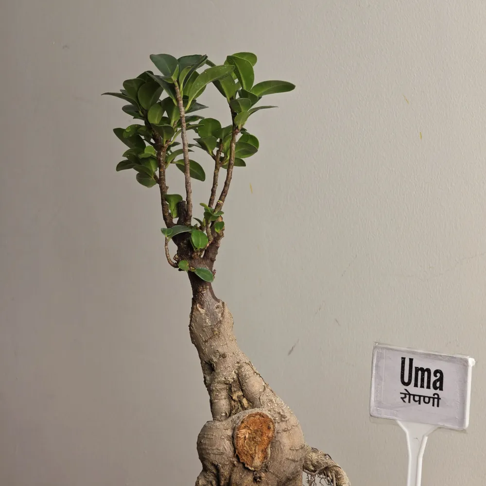 product-gallery
