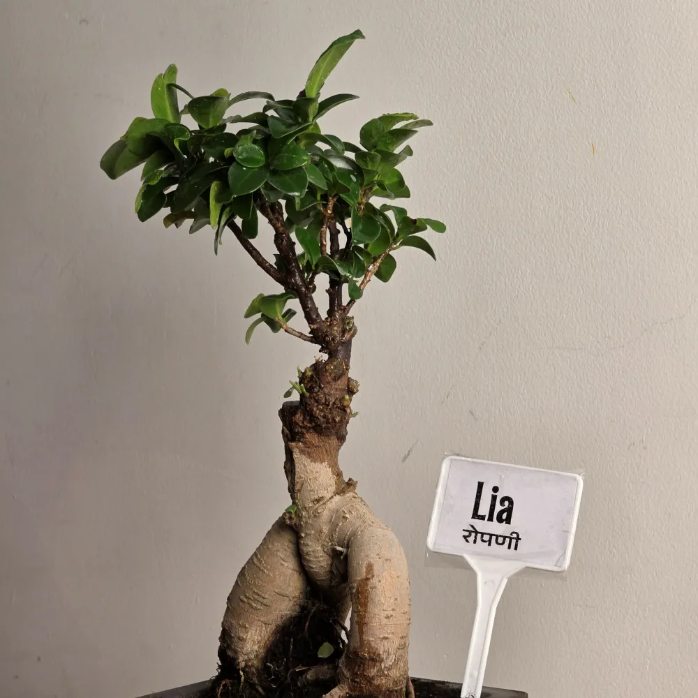product-gallery