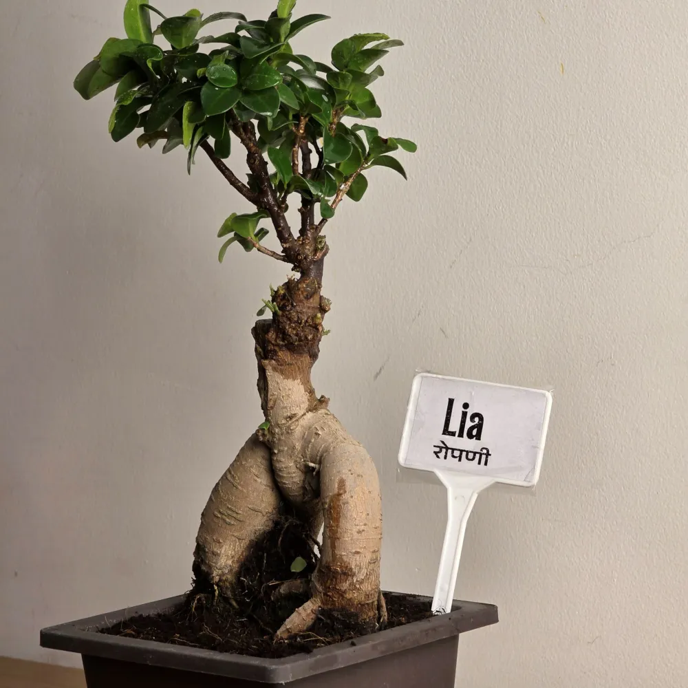 product-gallery