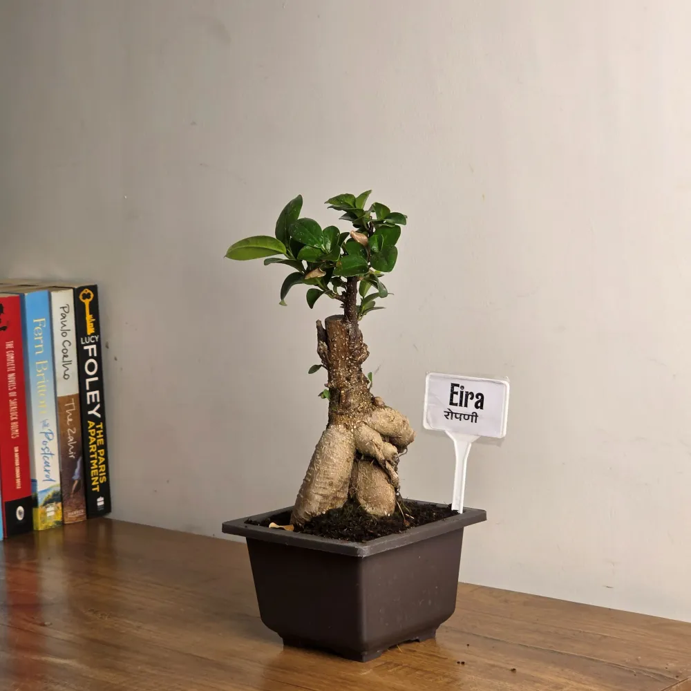 product-gallery
