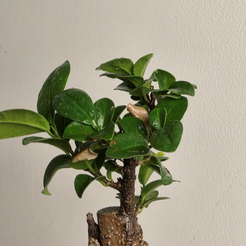 product-gallery