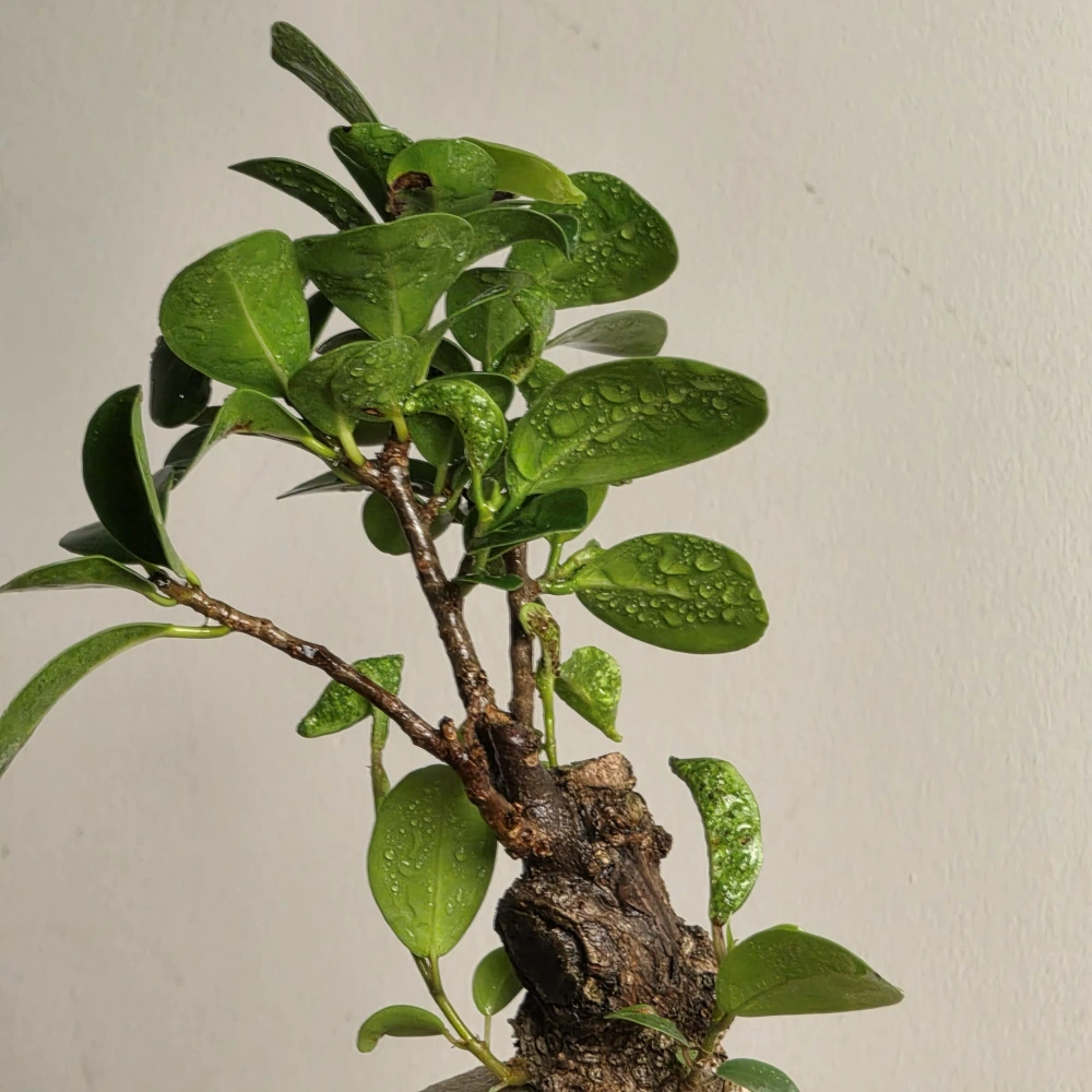 product-gallery