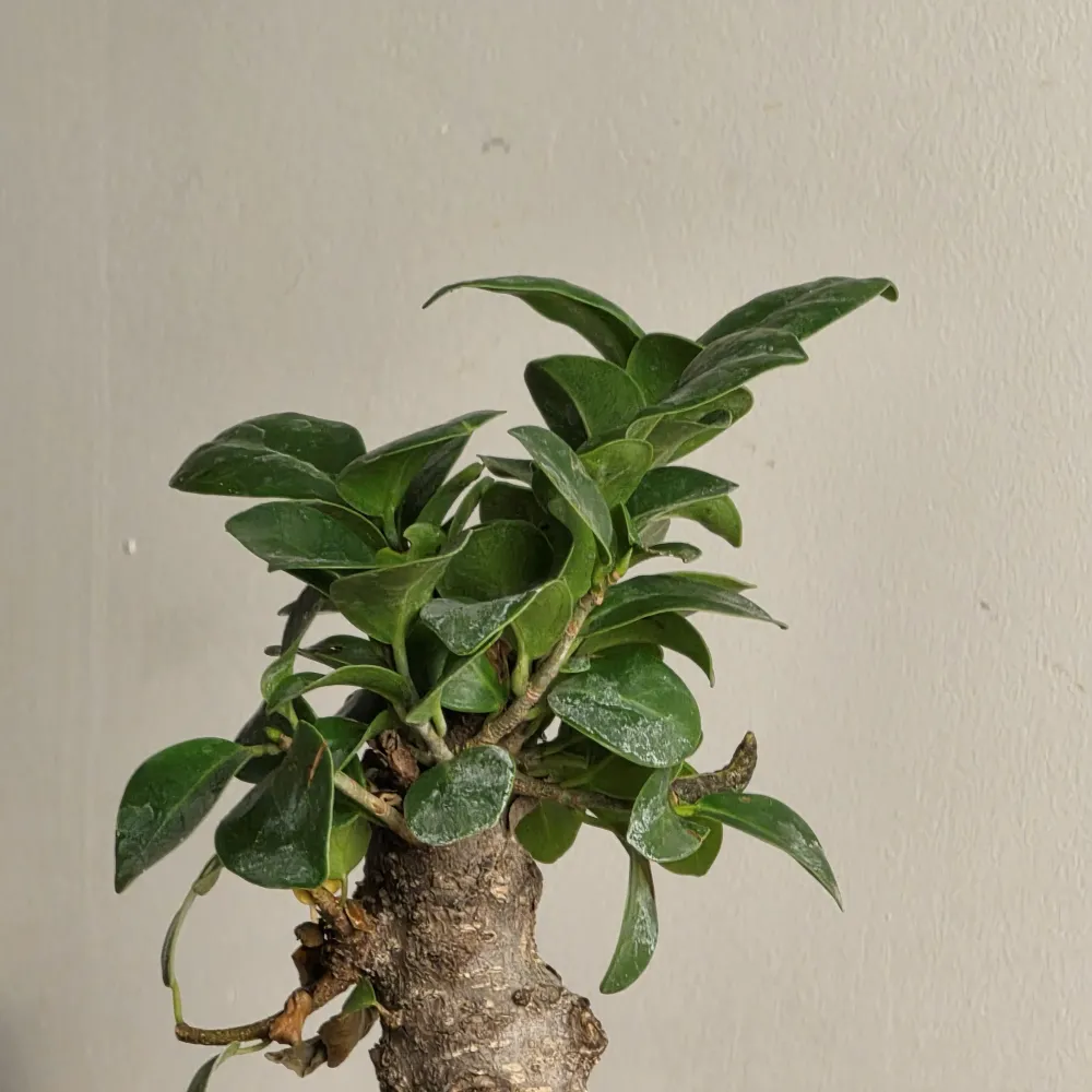 product-gallery