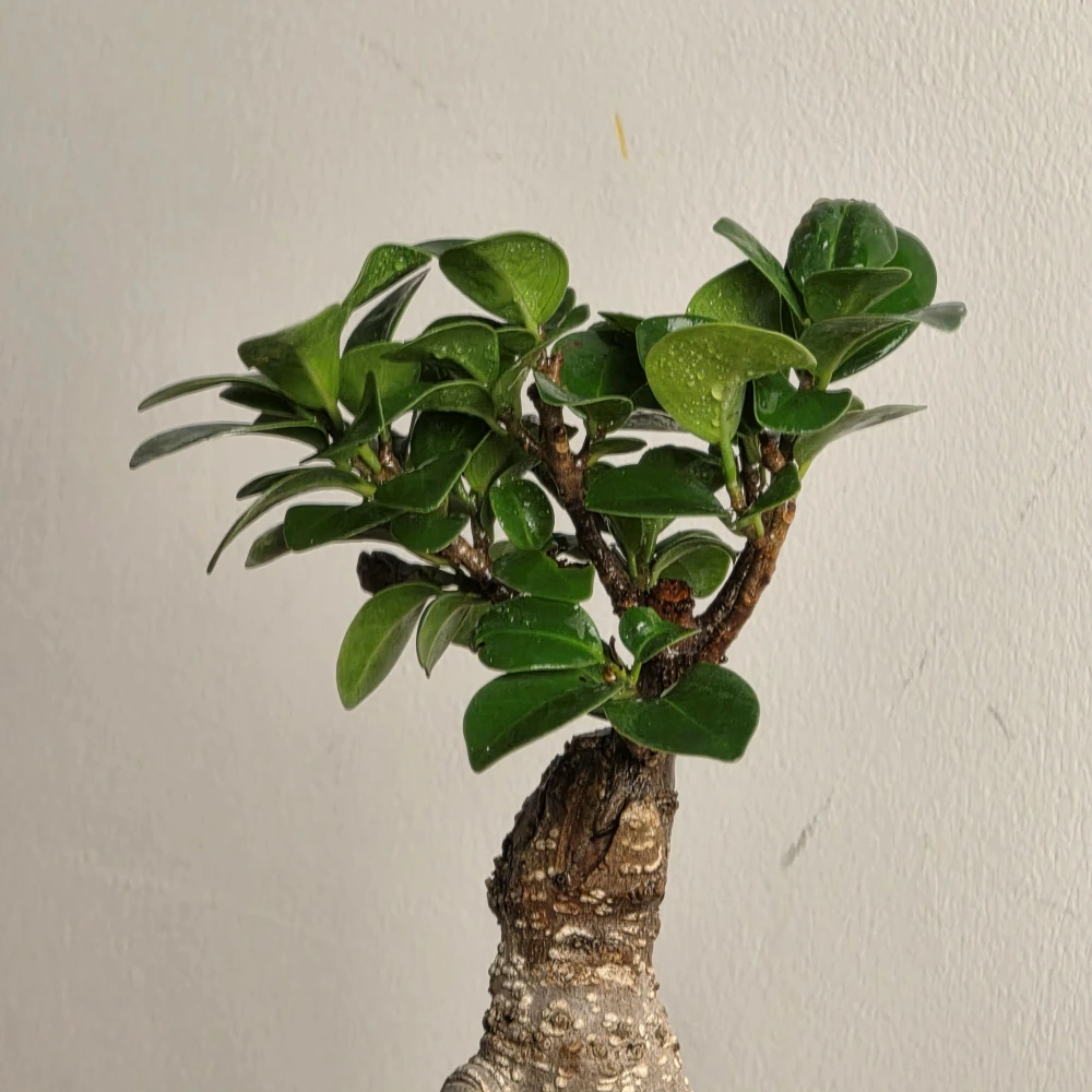 product-gallery