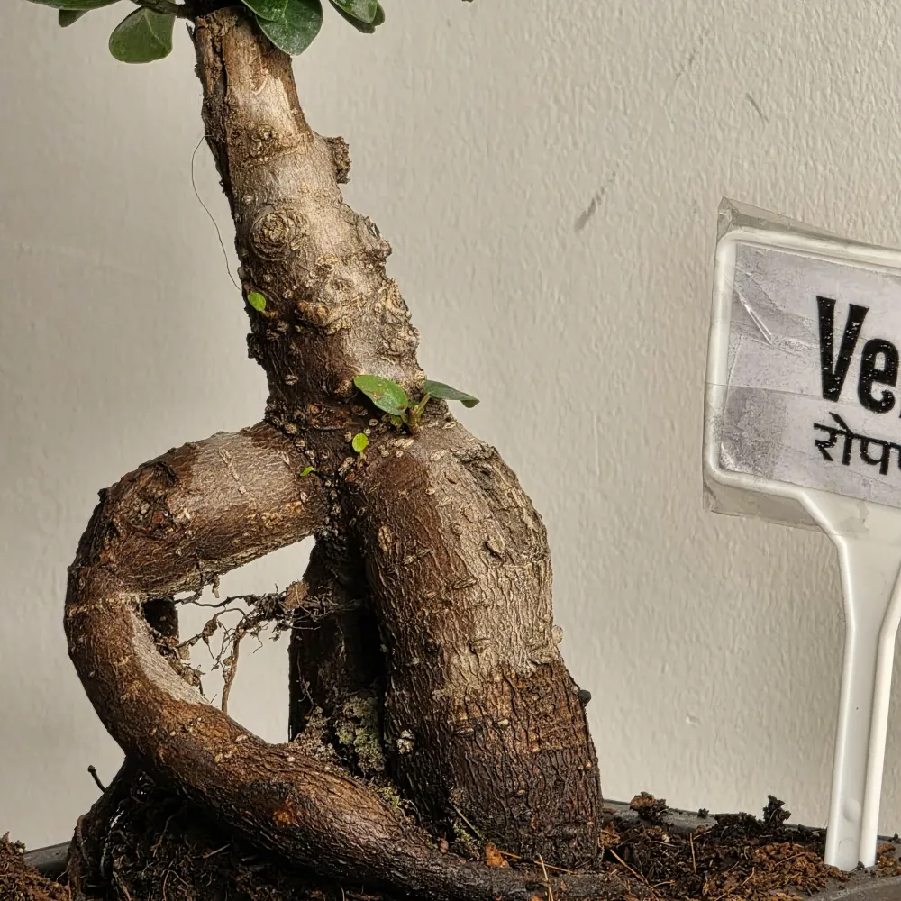 product-gallery