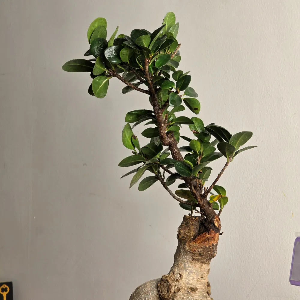 product-gallery