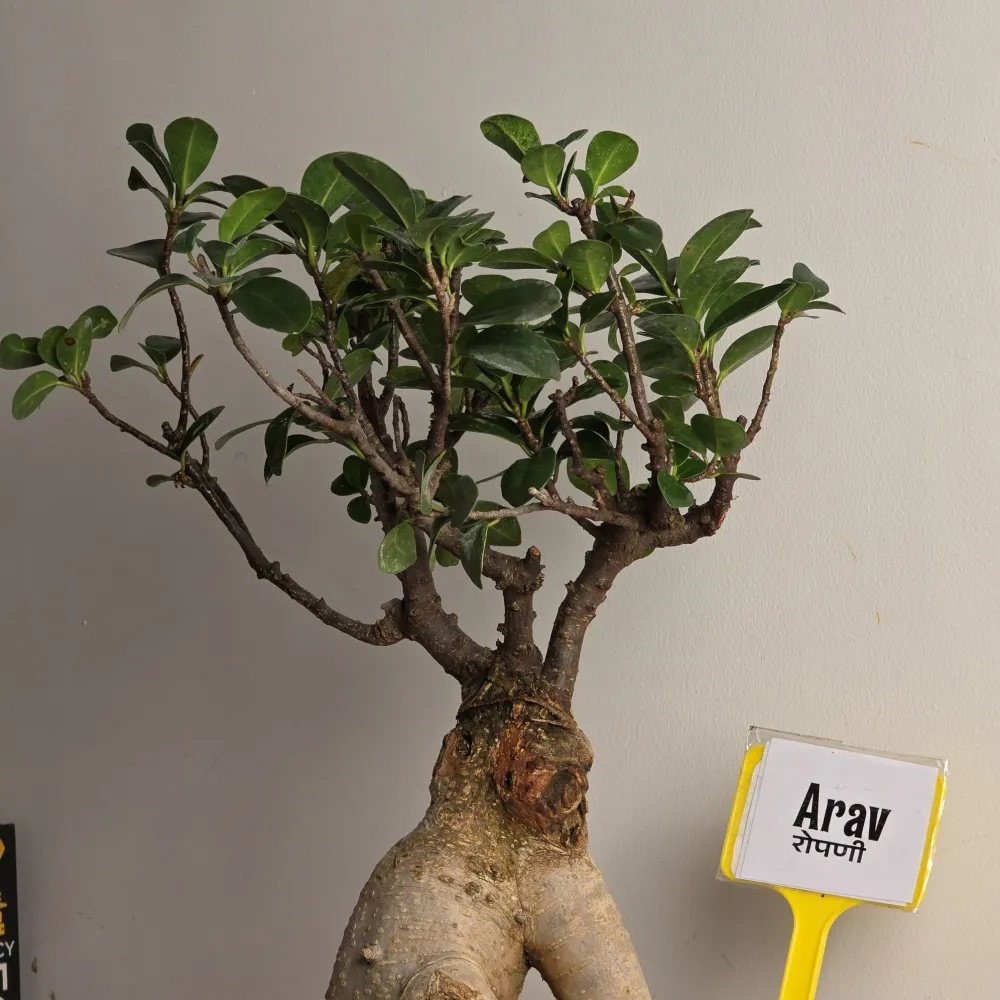 product-gallery