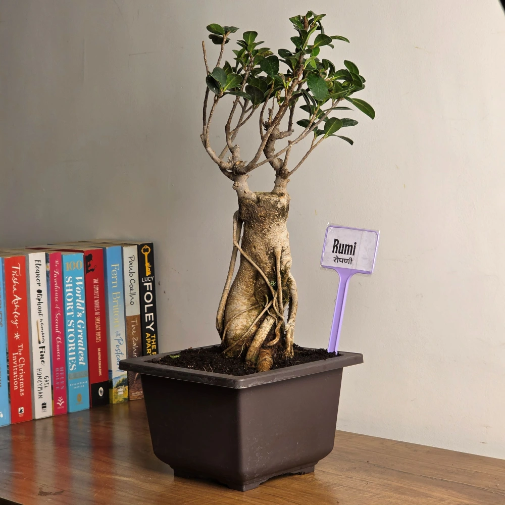 product-gallery