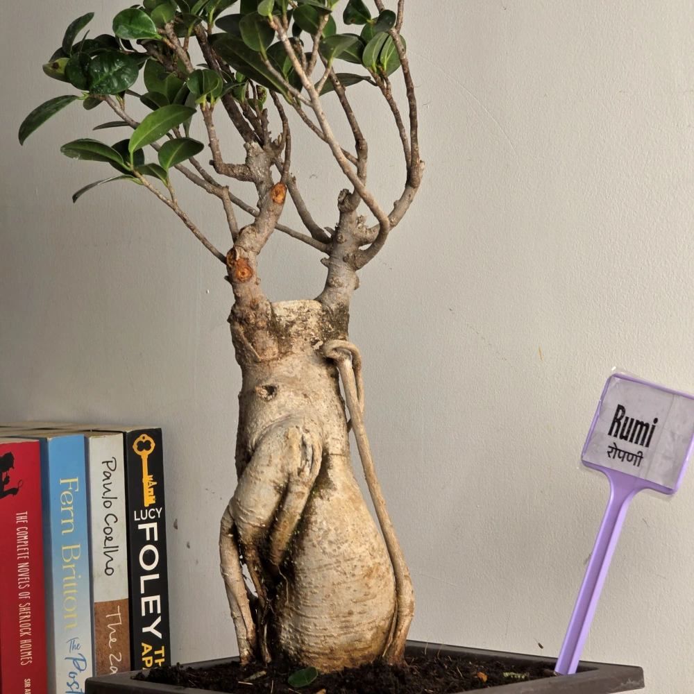 product-gallery