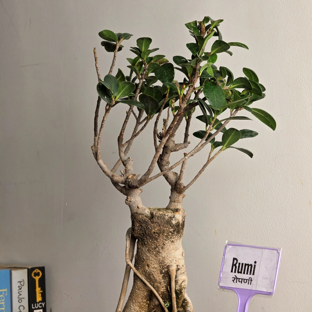 product-gallery