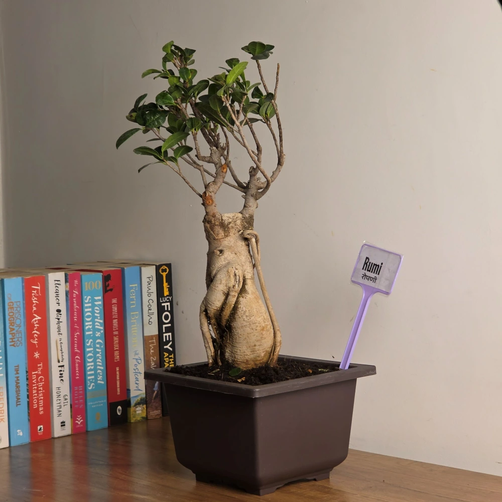 product-gallery