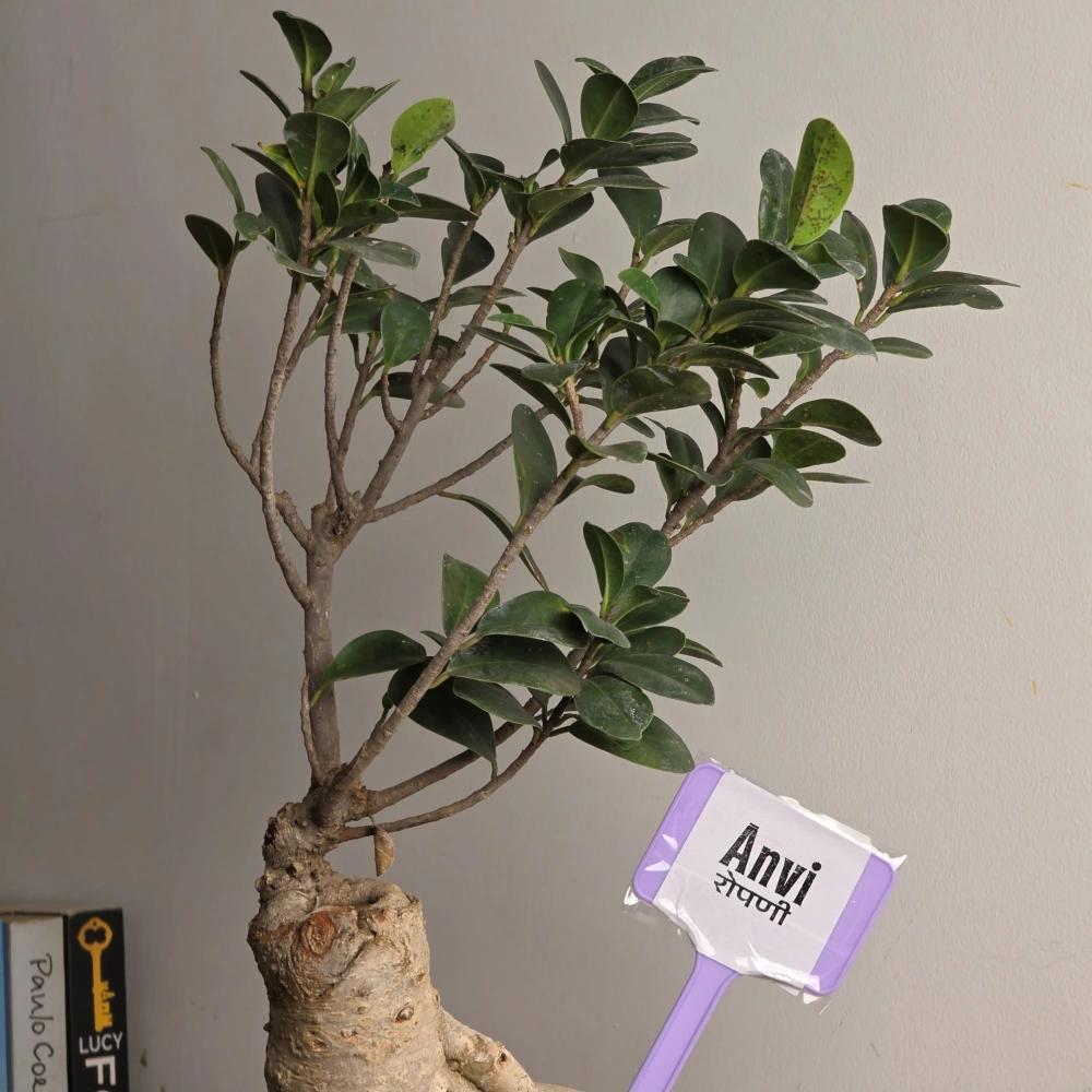 product-gallery