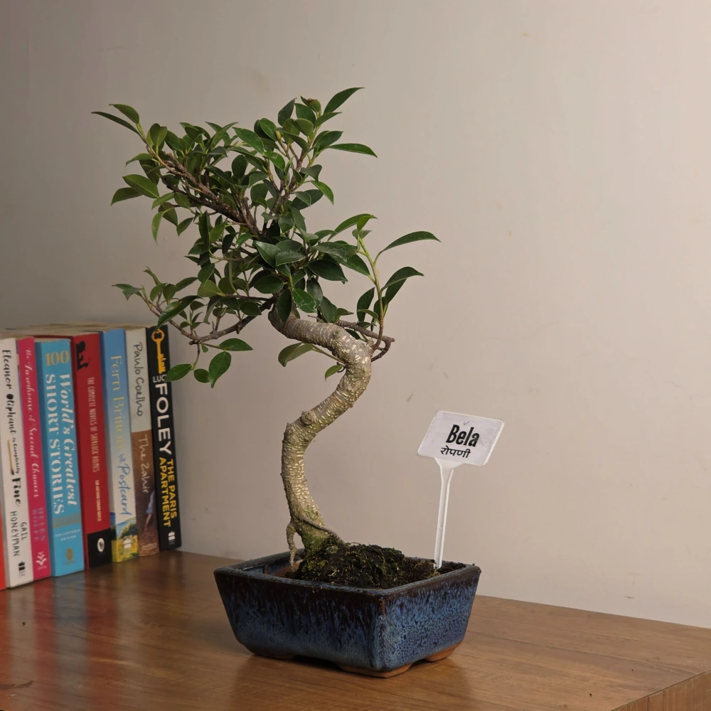 product-gallery