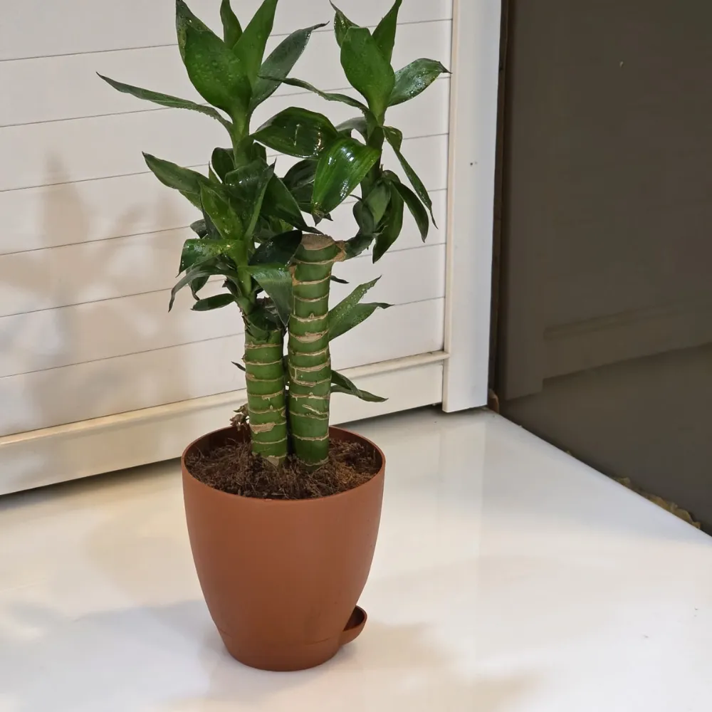 product-gallery