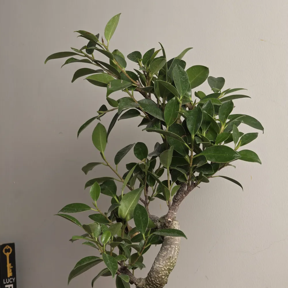 product-gallery
