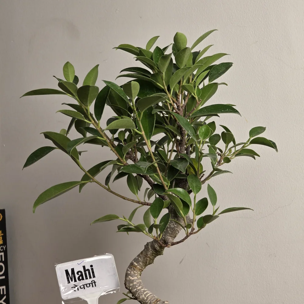 product-gallery