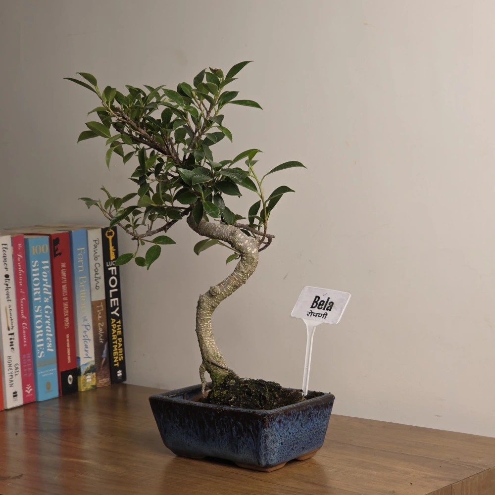 product-gallery