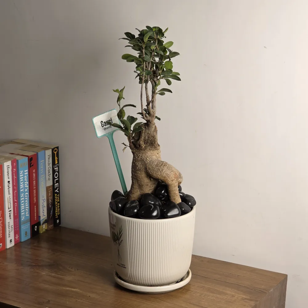 product-gallery