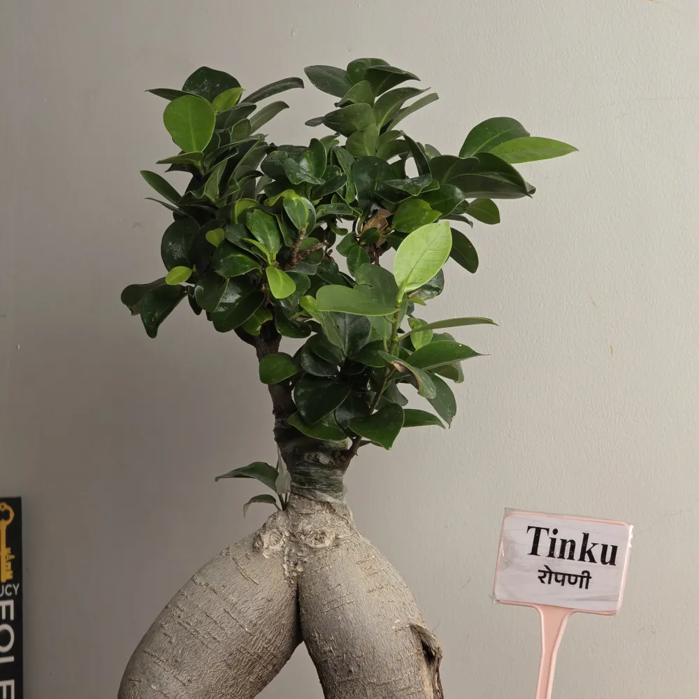 product-gallery