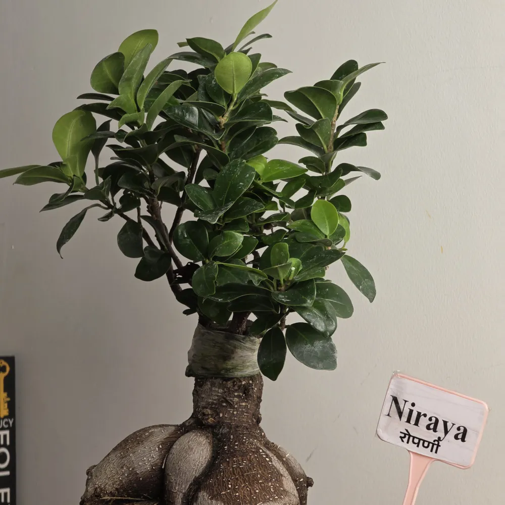 product-gallery
