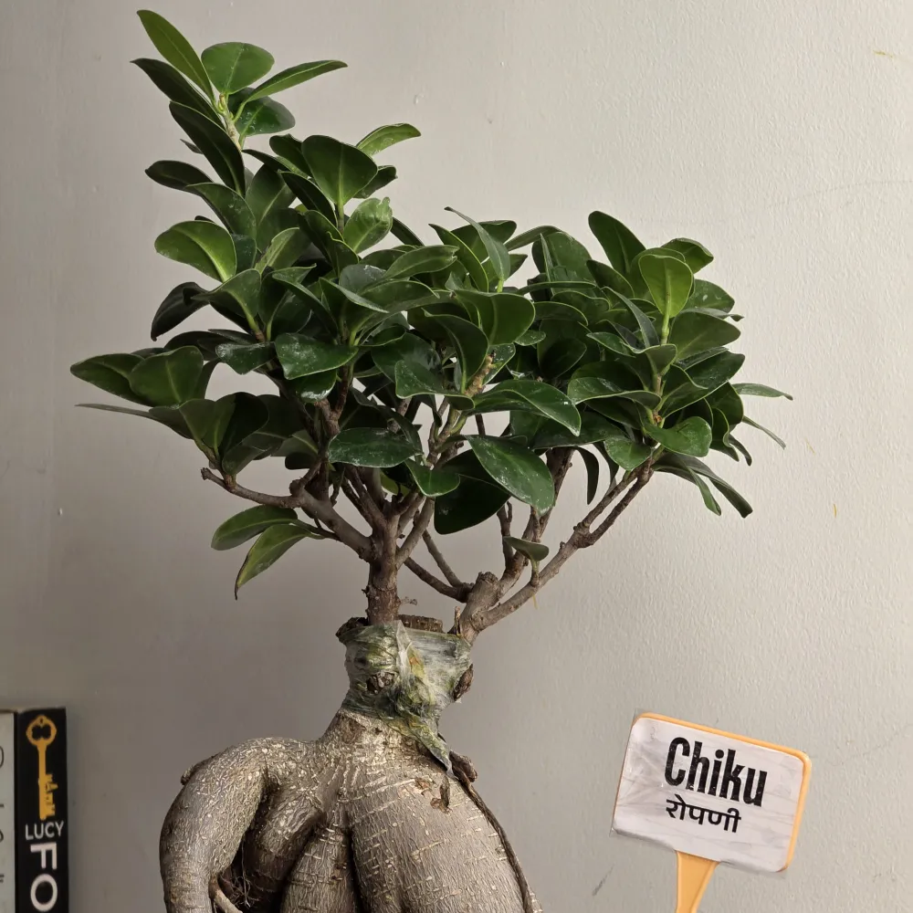 product-gallery