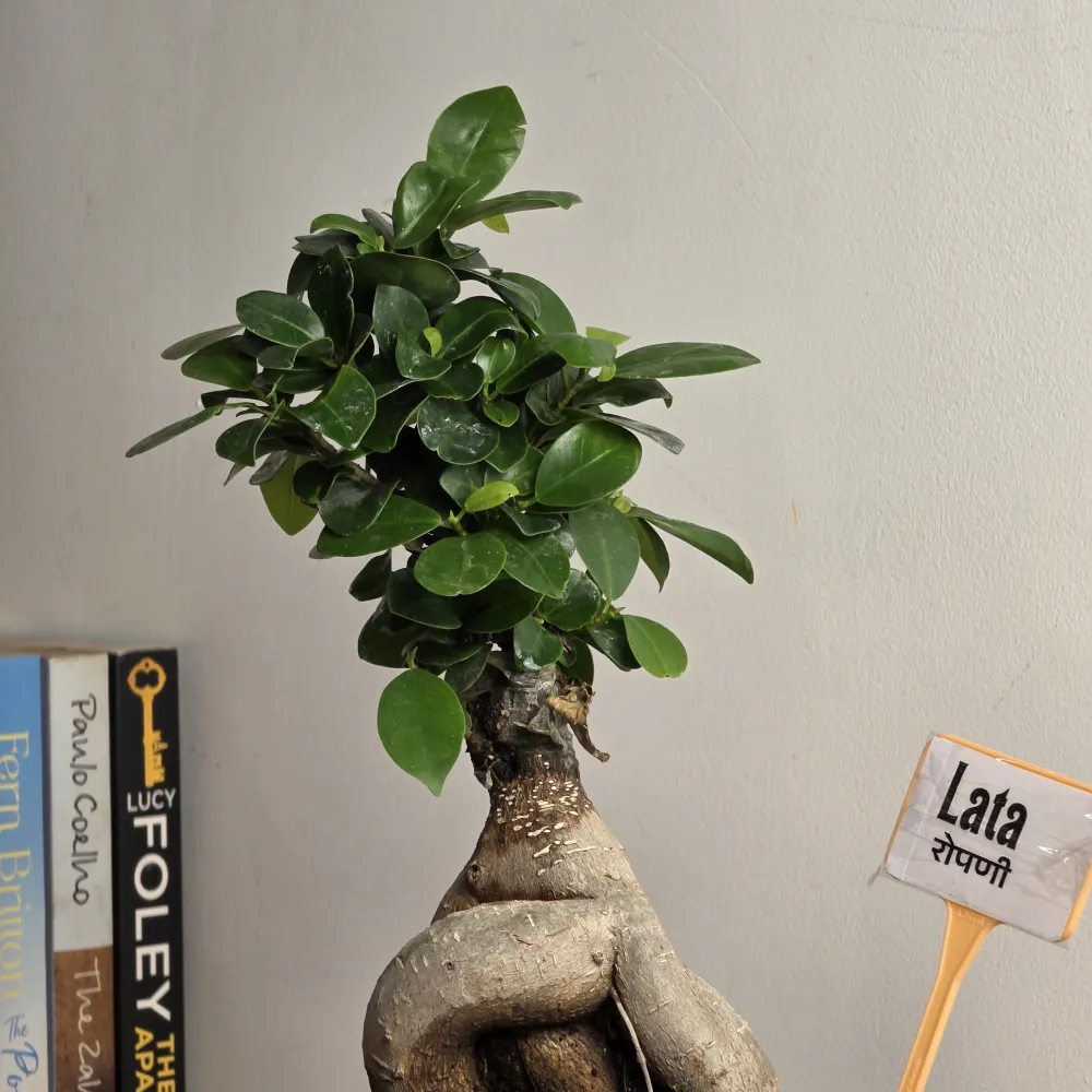 product-gallery