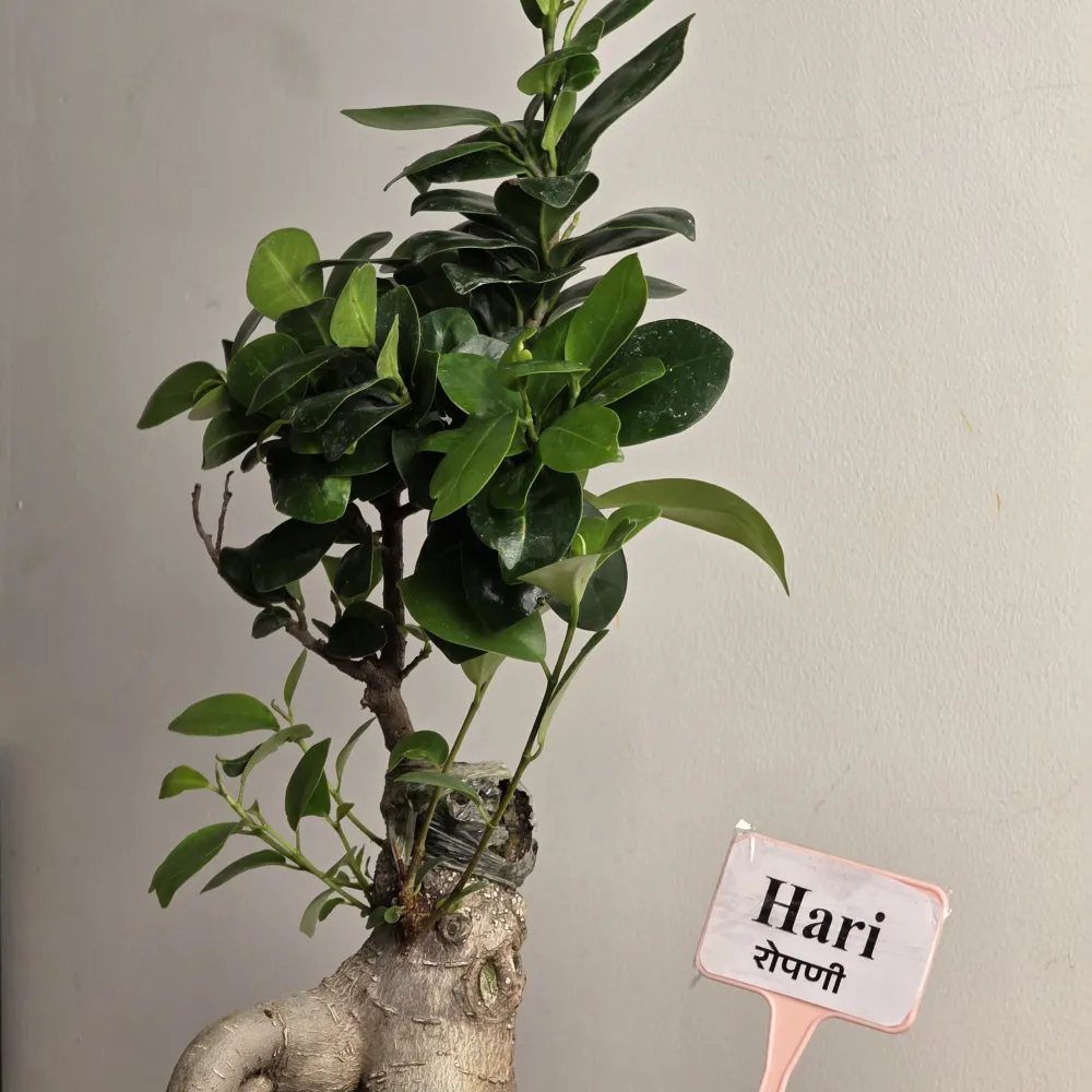 product-gallery