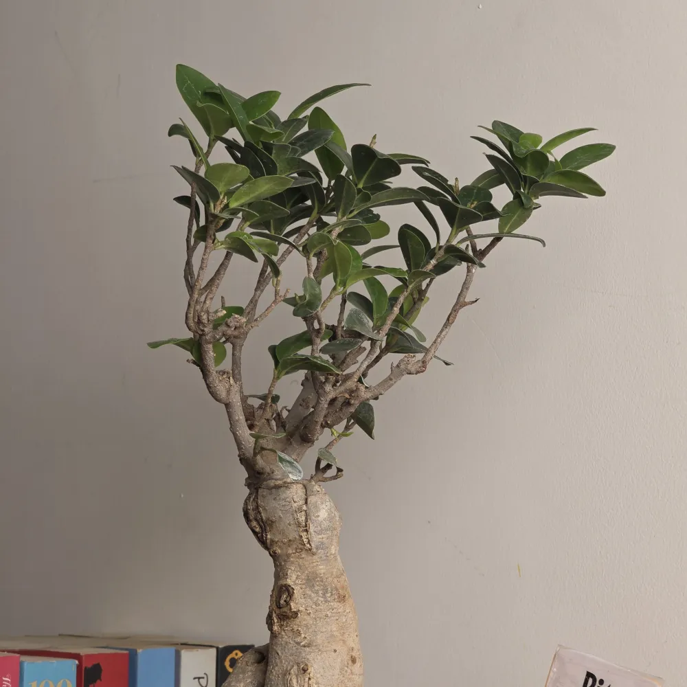 product-gallery