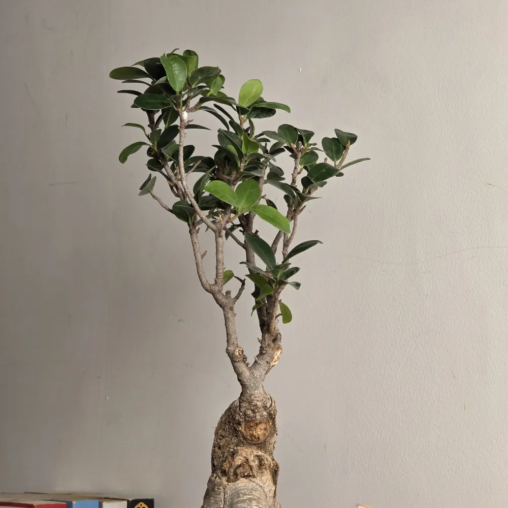 product-gallery