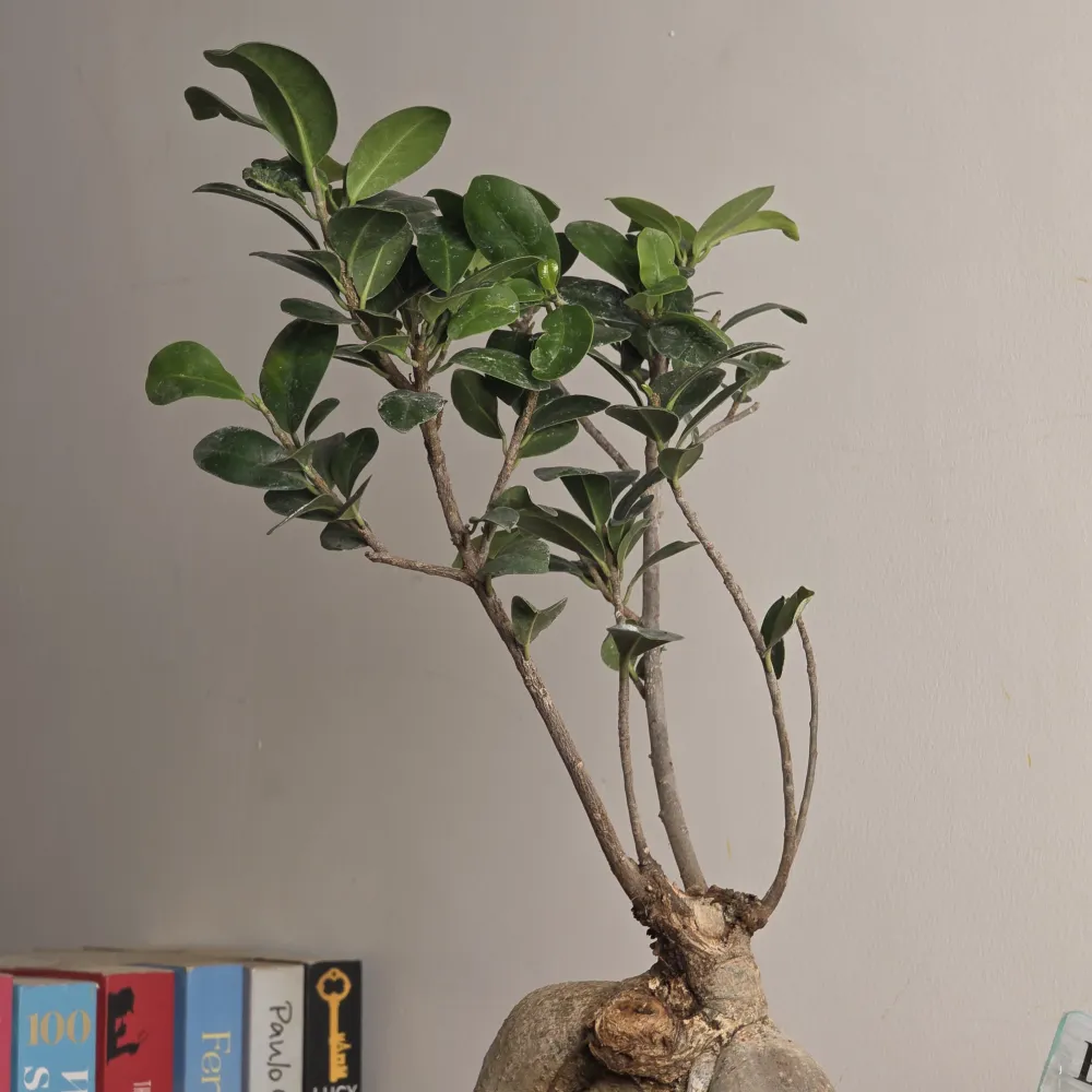 product-gallery